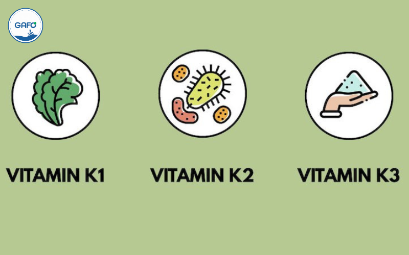 Vai trò của vitamin K với sức khỏe con người