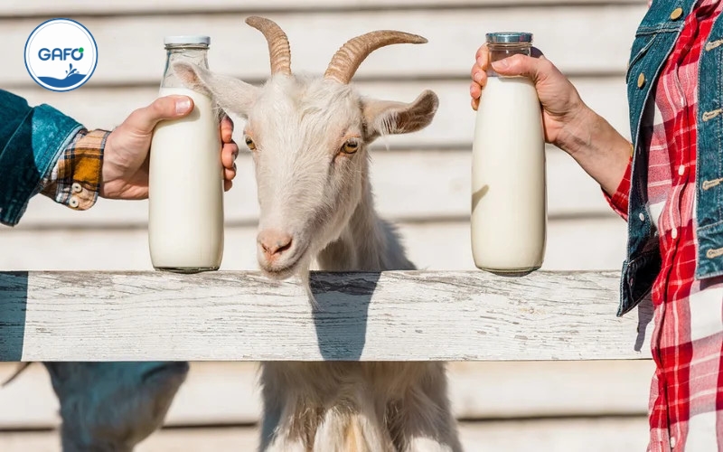 Sữa dê có chứa lactose không?