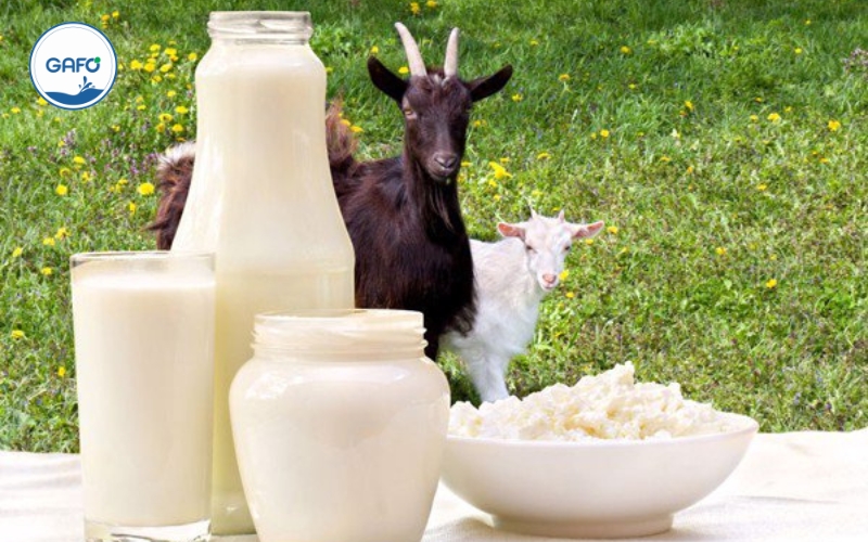 Sữa dê có chứa lactose không?
